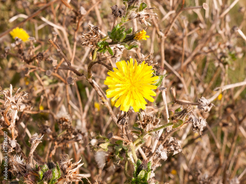 close up of beautiful yellow single petal flower head of chicory photo