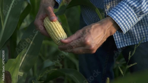 farmer inspecting corn cob photo