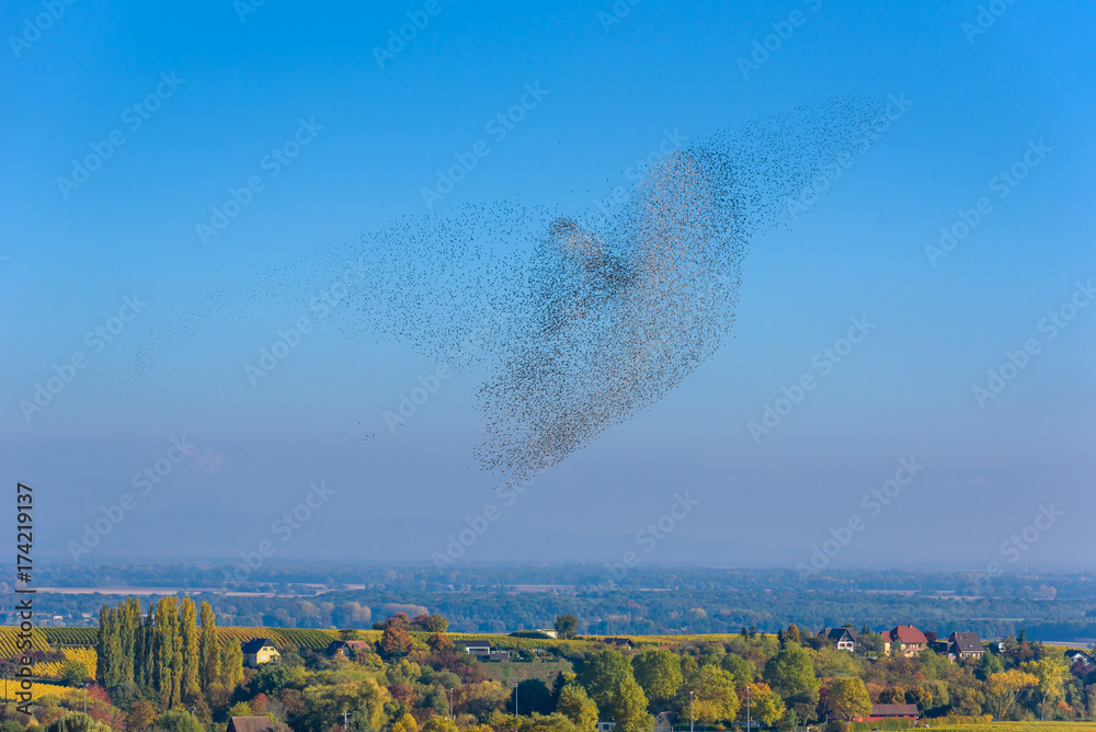 Obraz premium Stado i rój ptaków - piękne formacje latających ptaków