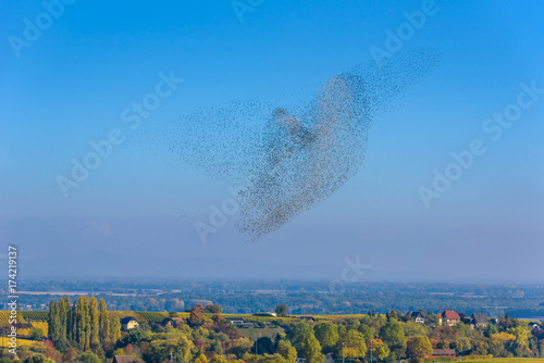 Flock and swarm of birds - beautiful formations of flying birds