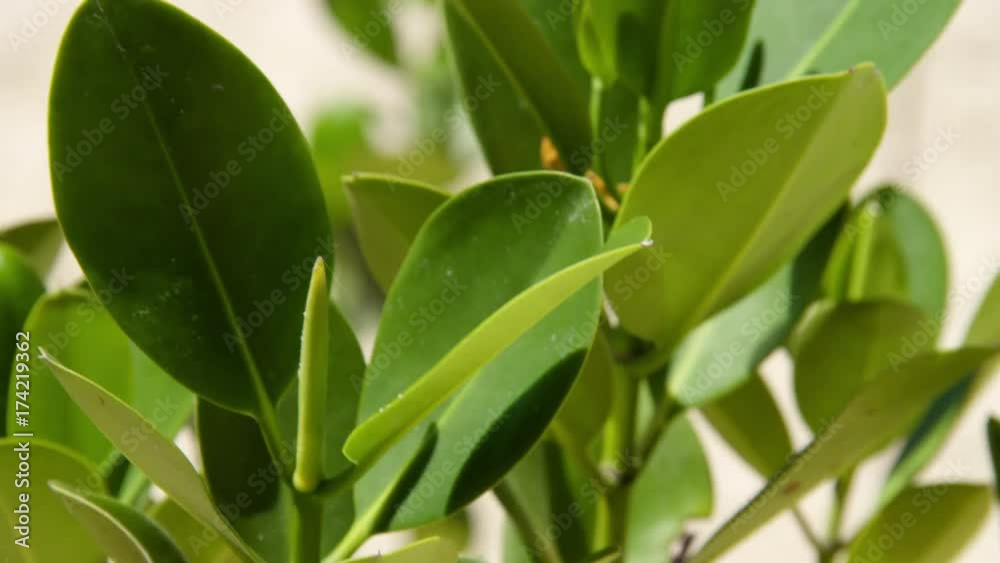A close up shot of leaves waving through the blow of the winds. The leaves are under a sunny day. A close up shot of leaves waving through the blow of the winds. The leaves are under a sunny day.