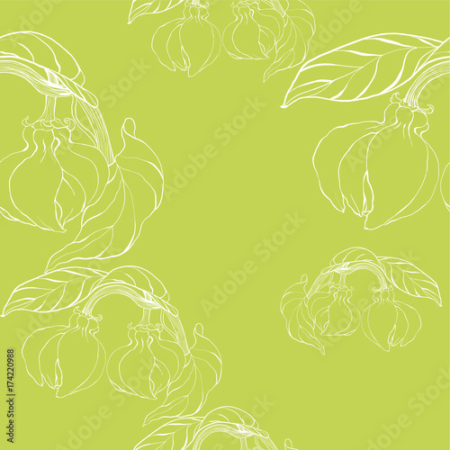 Flowers and leaves of ylang-ylang - vector Image medicinal, perfumery and cosmetic plants.  Abstract wallpaper with floral motifs.  Use printed materials, signs, posters, postcards, packaging.