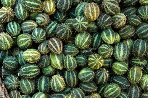 Exotic cucumbers. African wild cucumber Cucumis africanus tropical plant. Background of amazing wild cucumbers photo