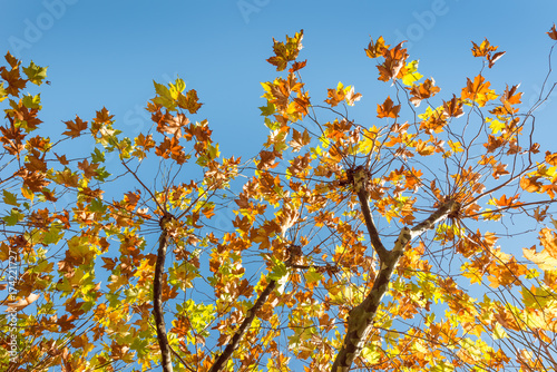 Sycamore tree in autumn. Autumn foliage against the blue sky. Sun in the branches of the sycamore.