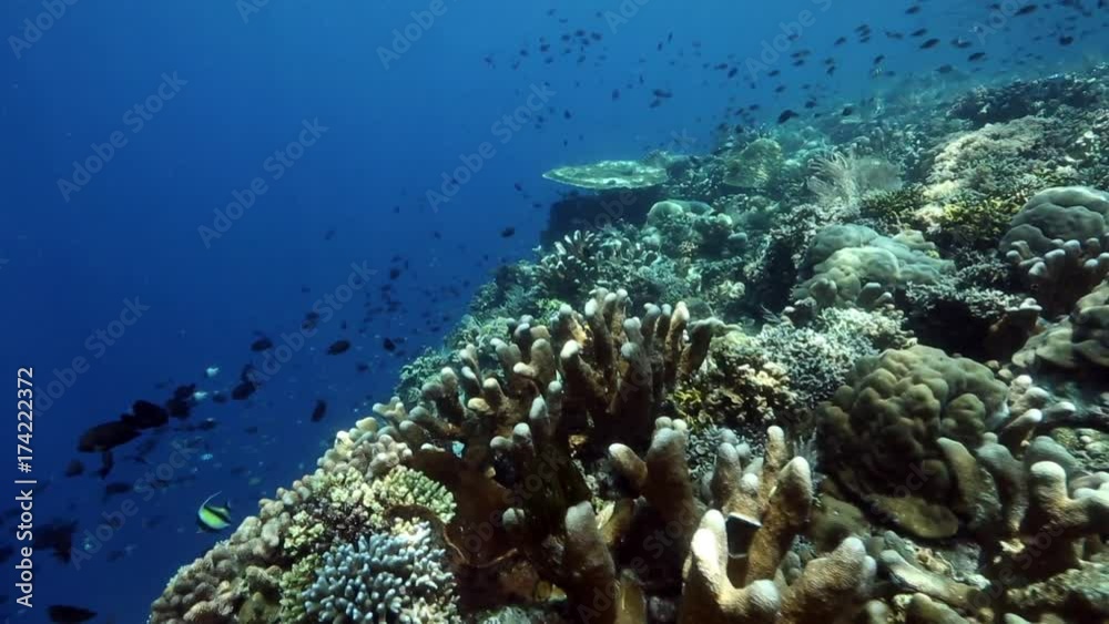 Bunaken Island coral reef wall, Sulawesi, Indonesia
Bunaken Island coral reef wall, Sulawesi, Indonesia