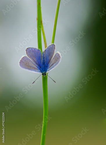 Butterfly - Papillon