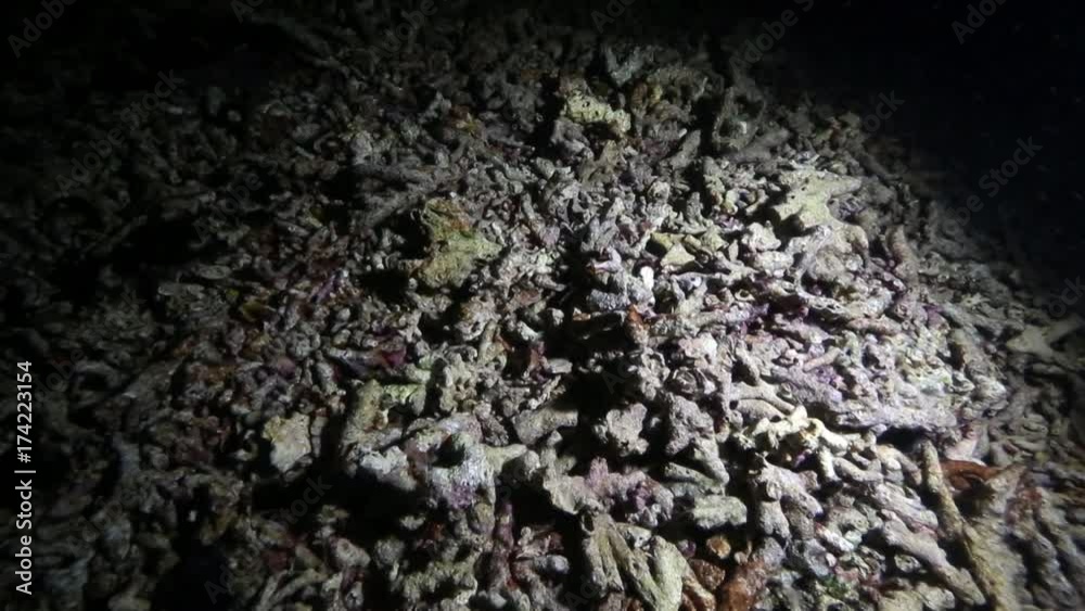Dead and broken corals on reef at night Dead and broken corals on reef at night