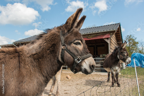 Donkeys