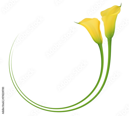 Realistic yellow calla lily circle frame. The symbol of Beauty and Grace.