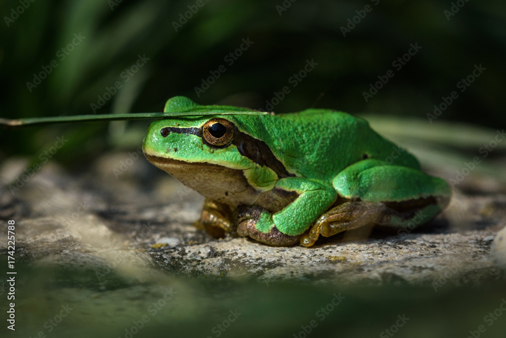 Fototapeta premium Green European tree frog, Hyla orientalis