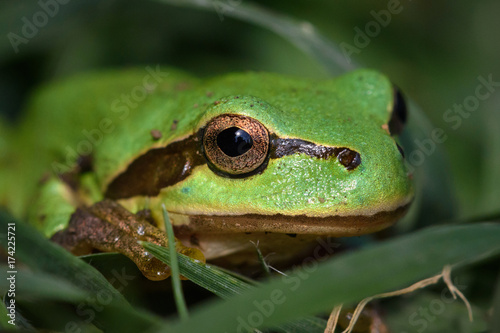 Green European tree frog, Hyla orientalis