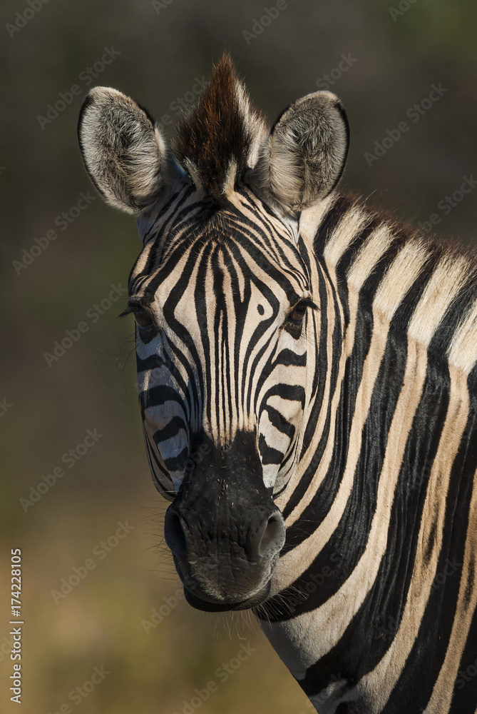 Naklejka premium Common Zebra, South, Africa