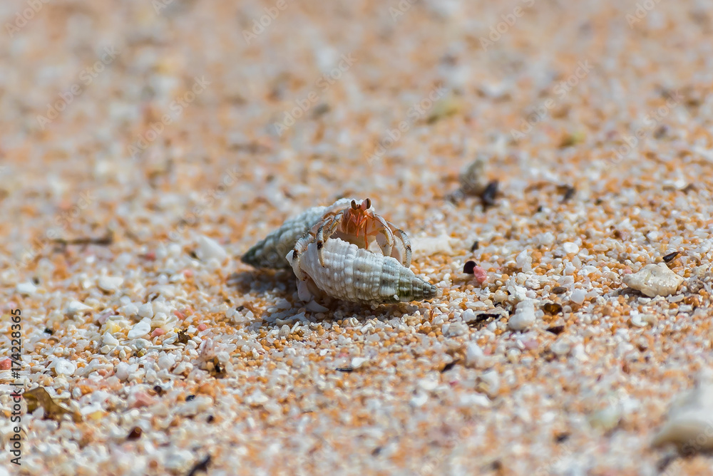 Two hermit crab fighting on the sand on an atoll, French Polynesia
Two hermit crab fighting on the sand on an atoll, French Polynesia