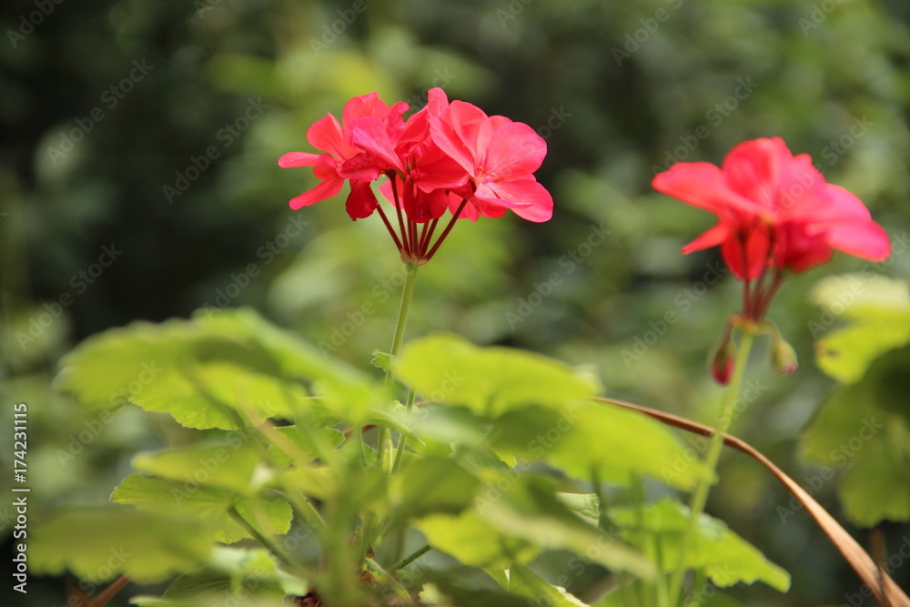 Flor rojo Flor rojo