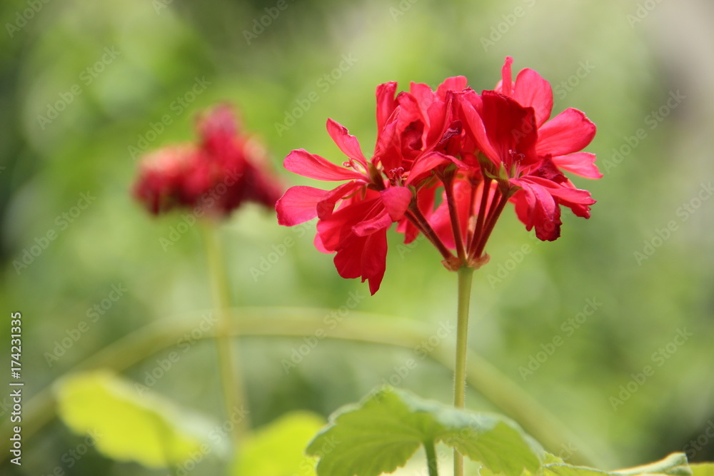 Obraz premium Flor rojo