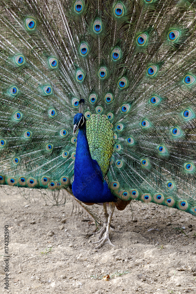 Naklejka premium Real Turkey