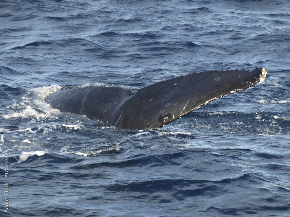 Naklejka premium big whale