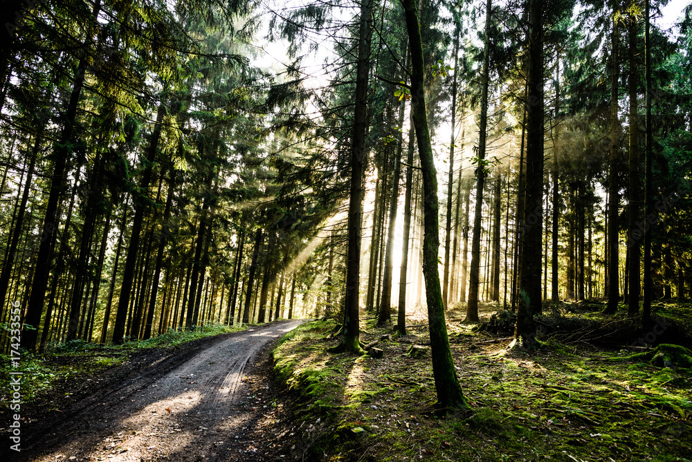 Fototapeta premium Wald mit Nebel