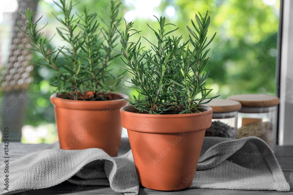 Fototapeta premium Pots with rosemary on table