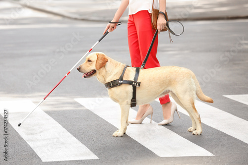 Guide dog helping blind woman on pedestrian crossing
