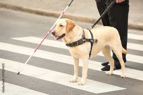 Guide dog helping blind man on pedestrian crossing