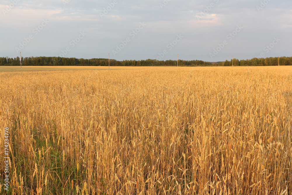 Golden wheat field against the sky in autumn