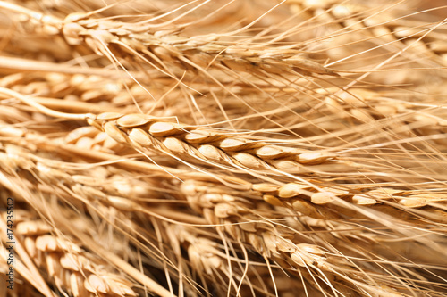 Ripe wheat spikelets, closeup