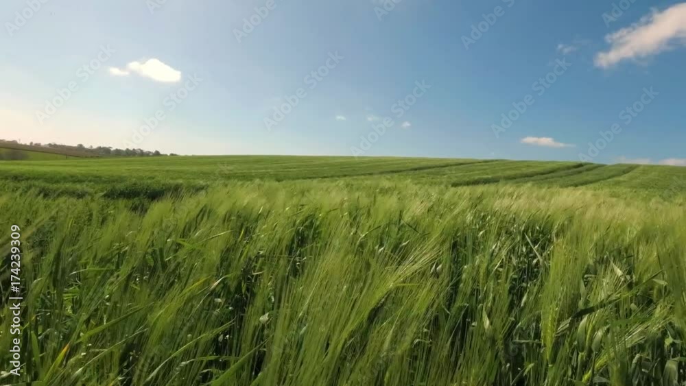 Green wheat field on a sunny day. Close up. Countryside landscape, agricultural fields, meadows, farmlands in spring. Environment friendly farming, industrial agriculture concept Green wheat field on a sunny day. Close up. Countryside landscape, agricultural fields, meadows, farmlands in spring. Environment friendly farming, industrial agriculture concept