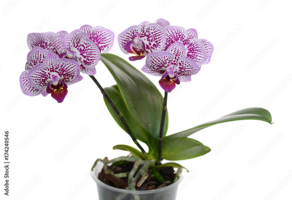 Closeup of a Phalaenopsis flower Closeup of a Phalaenopsis flower