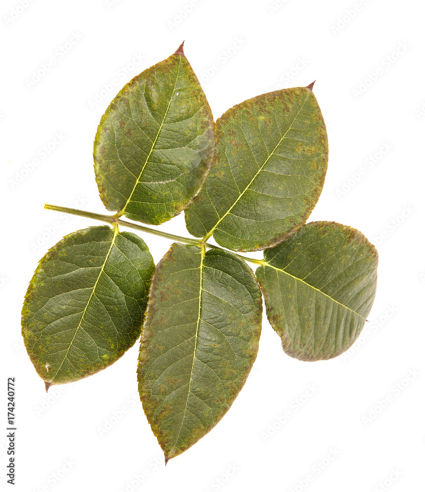 Green leaf bush roses on a white isolated background. Space for text. Close-up. Green leaf bush roses on a white isolated background. Space for text. Close-up.