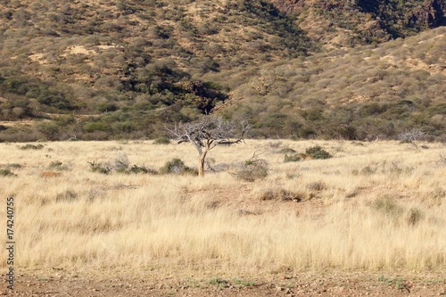 Fototapeta Naklejka Na Ścianę i Meble -  Safari en Namibie