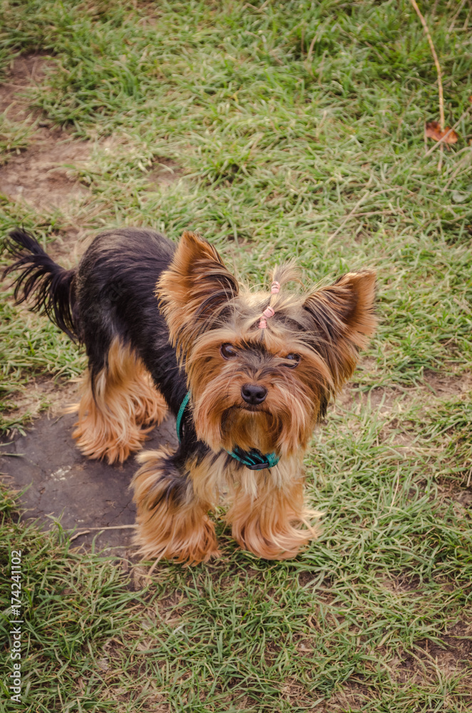 Yorkshire terrier looking at the camera.