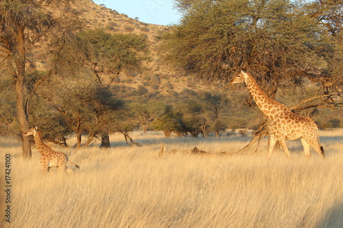 Fototapeta Naklejka Na Ścianę i Meble -  Safari en Namibie