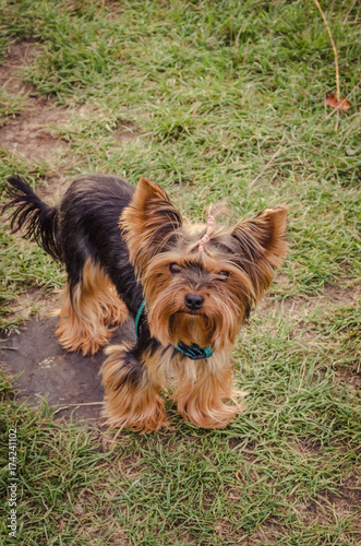Obraz na płótnie Yorkshire terrier looking at the camera. w salonie