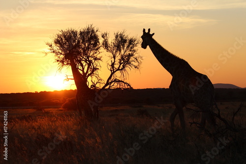Safari en Namibie © Pauline