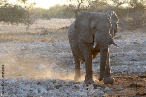 Safari en Namibie