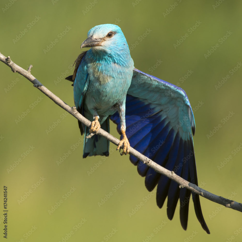 European roller sitting on a branch with open wing European roller sitting on a branch with open wing