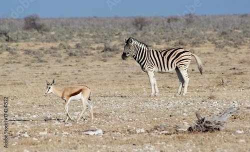 Fototapeta Naklejka Na Ścianę i Meble -  Safari en Namibie