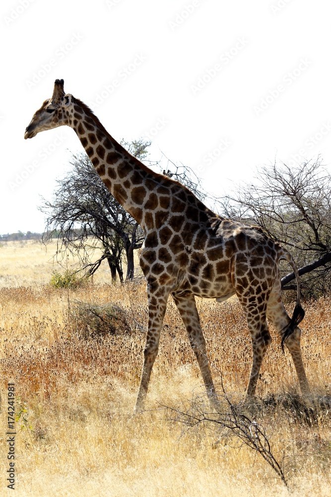 Obraz premium Safari en Namibie