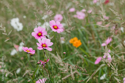 Wildflowers on a meadow