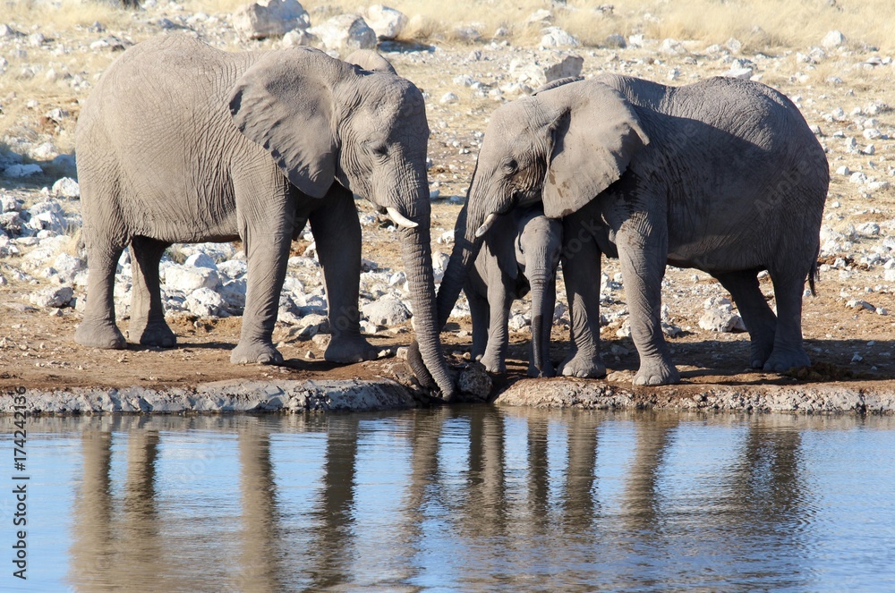 Fototapeta premium Safari en Namibie