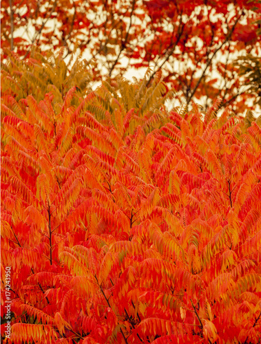 Herbstlaub
