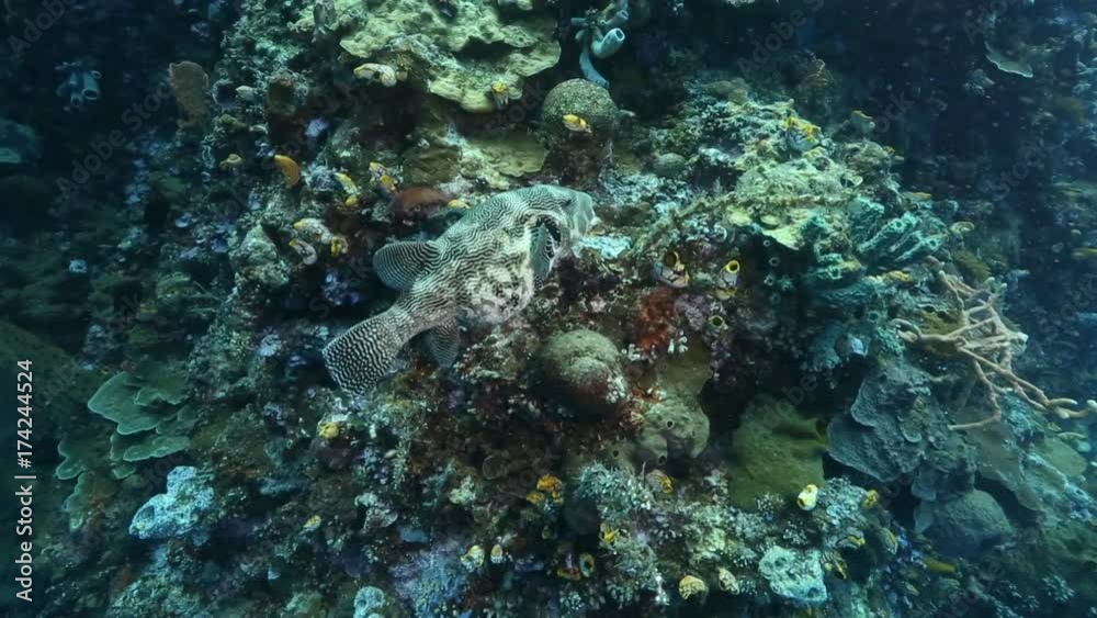 Map puffer (Arothron mappa) fish swimming over coral reef at Bunaken Island, Sulawesi, Indonesia
Map puffer (Arothron mappa) fish swimming over coral reef at Bunaken Island, Sulawesi, Indonesia