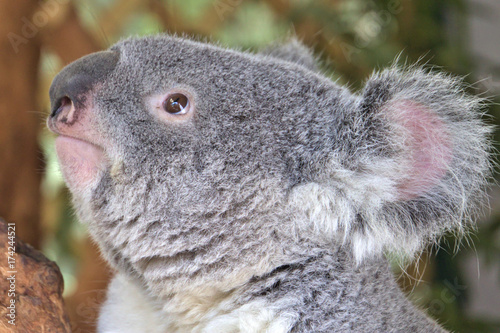 Fototapeta Naklejka Na Ścianę i Meble -  Koala face