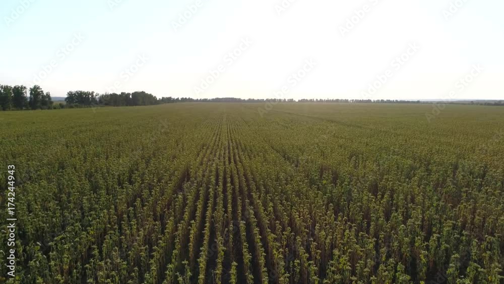 Aerial photography of the sunflower field. Sunflower field from bird's eye view Aerial photography of the sunflower field. Sunflower field from bird's eye view
