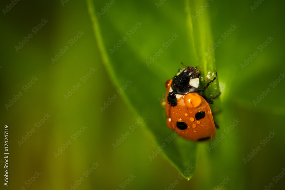 Ladybug Ladybug