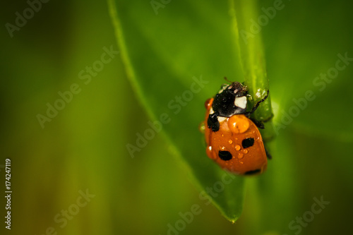 Ladybug © Stphan