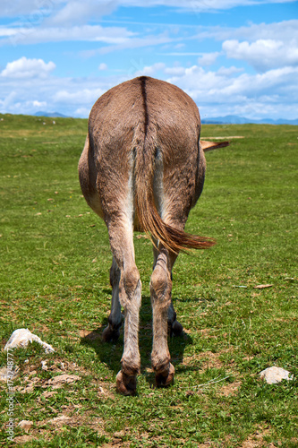 Donkey standing on a meadow with its behind facing the camera in Dobratsch Nature Park in the Austrian Alps