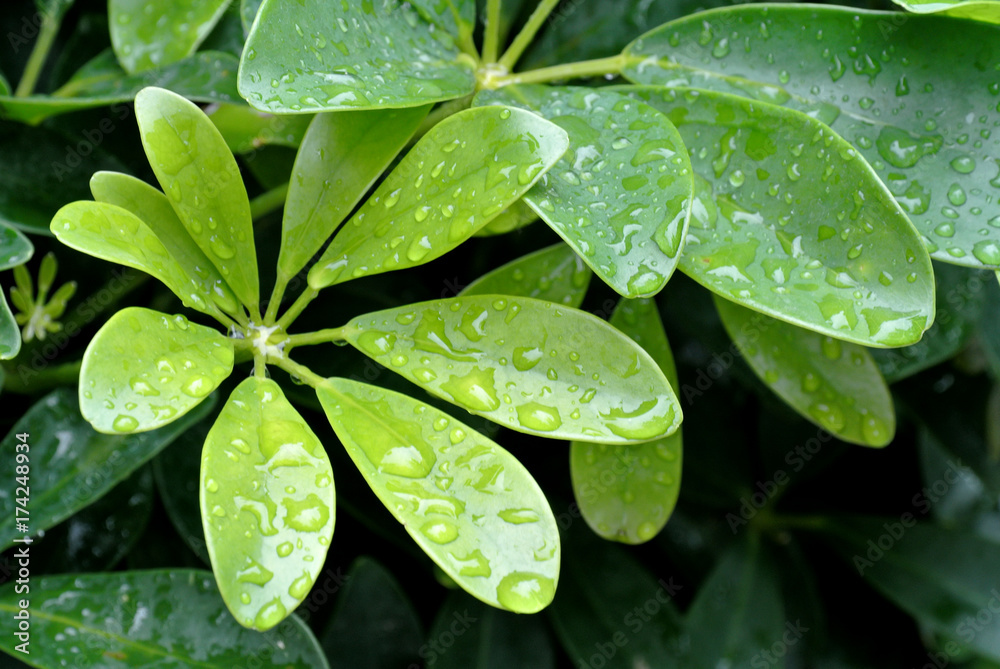 Dew drops on a leaf Dew drops on a leaf