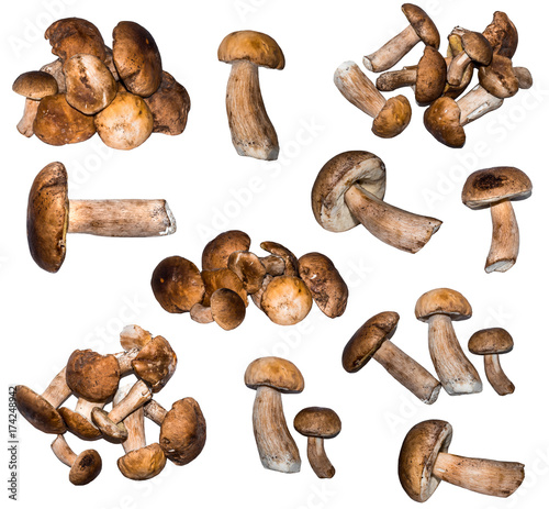 Isolated set of boletus mushroom